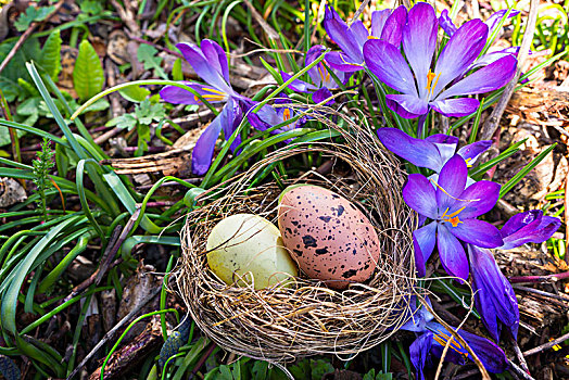 复活节彩蛋,复活节草巢,正面,藏红花