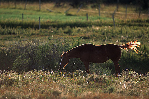 马,放牧,草场,艾伯塔省,加拿大