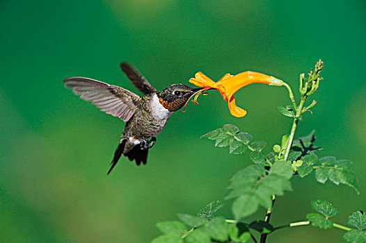 蜂鸟,飞行,金银花,花,丘陵地区,中心,德克萨斯,美国