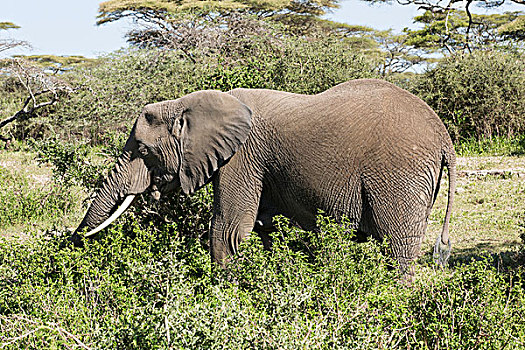 大,一个,大象,灌木,叶子,侧视图,金合欢树,背景,恩戈罗恩戈罗,保护区,坦桑尼亚