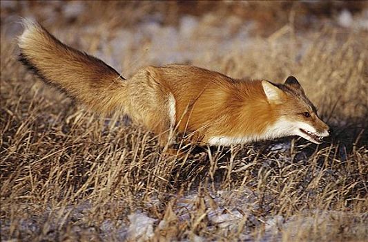 红狐,狐属,哺乳动物,北方,美国,北美,动物