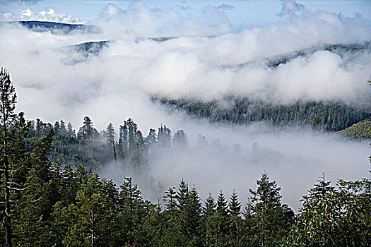 云,俯视,红杉,红杉国家公园,加利福尼亚,美国