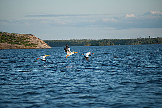 海鸥,飞,靠近,水,湖,木,安大略省,加拿大