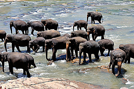 斯里兰卡,锡吉里耶,大象孤儿院,大象,沐浴