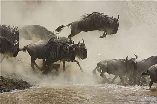 蓝角马,角马,跳跃,马拉河,迁徙,马赛马拉国家保护区,肯尼亚