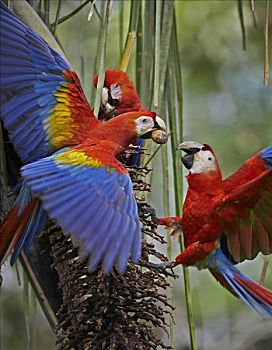 绯红金刚鹦鹉,手掌,水果,哥斯达黎加