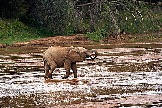 非洲象,幼兽,喝,河,公园,肯尼亚