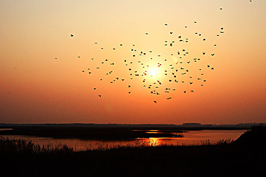 夕阳与飞鸟