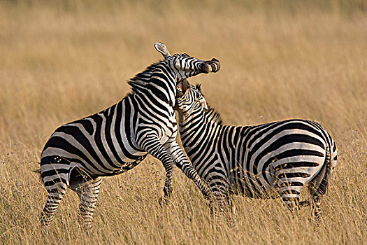 斑马,争斗,马赛马拉国家保护区,肯尼亚