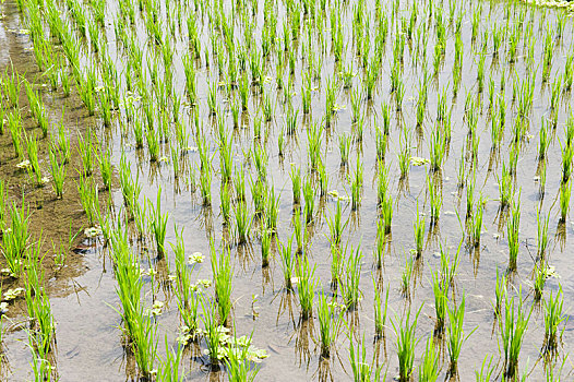 稻米,植物,稻田,圣泉寺,巴厘岛,印度尼西亚,亚洲