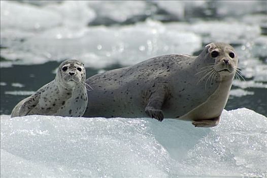 斑海豹,室外,浮冰,威廉王子湾,阿拉斯加,夏天