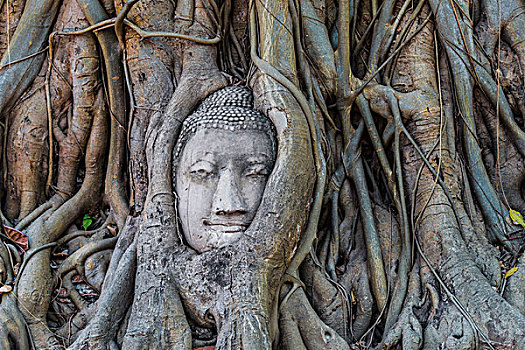 佛像,头部,无花果,根部,榕属植物,玛哈泰寺,大城府,中心,泰国