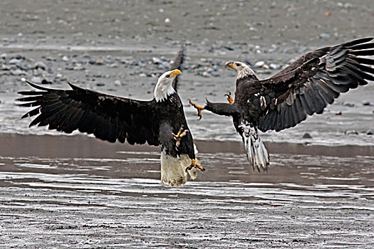 美国,阿拉斯加,契凯特白头鹰保护区,两个,白头鹰,争斗