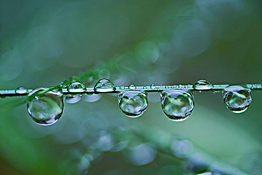 雨滴,草叶,阿卡迪亚,公园,缅因