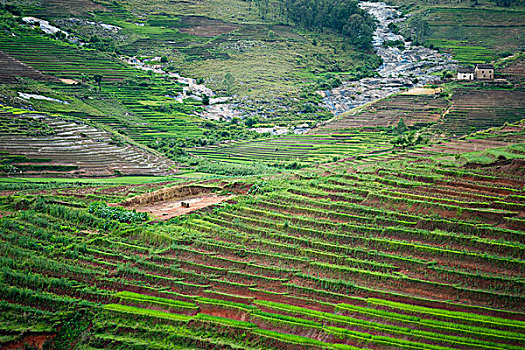 madagascar,ambalavao,spectacular,green,ricefield,in,rainy,season