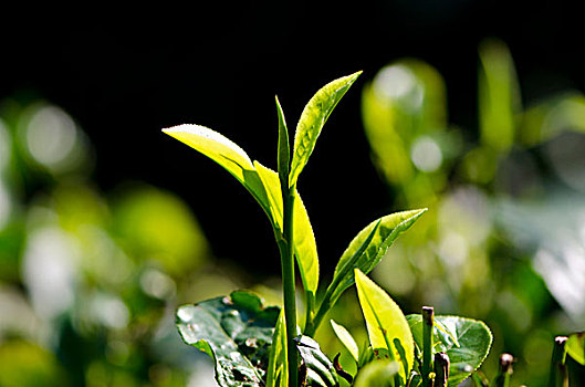 茶,植物,一个,茶园,靠近,卡齐兰加国家公园,阿萨姆邦,印度,亚洲