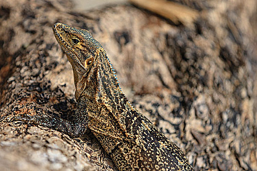保护色,鬣蜥蜴,曼纽尔安东尼奥国家公园,蓬塔雷纳斯,哥斯达黎加,中美洲