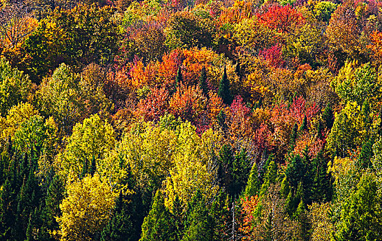 树林,秋色,西部,魁北克,加拿大