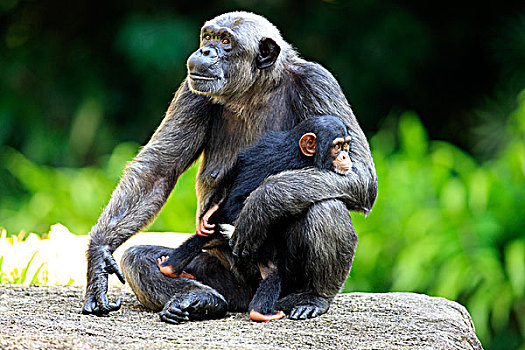 黑猩猩,类人猿,女性,成年,年轻,非洲