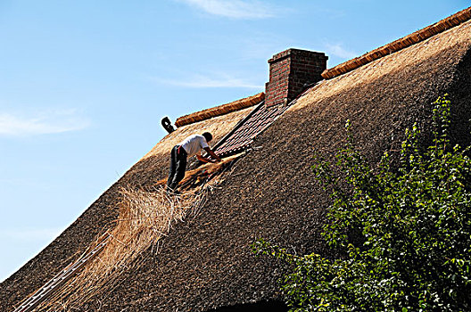 男人,修理,茅草屋顶,屋顶,石勒苏益格,黑白花牛,德国,欧洲