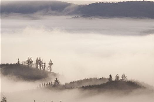 雾,山谷,海岸山脉,树林,俄勒冈