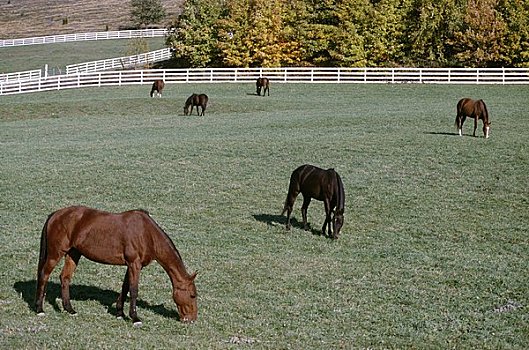 牧群,马,放牧,地点,纽约,美国