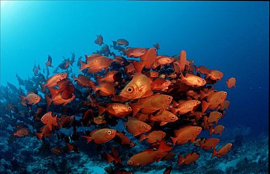 鱼群,月尾鱼,大眼鲷,宝石大眼鲷,阿里环礁,马尔代夫,印度洋