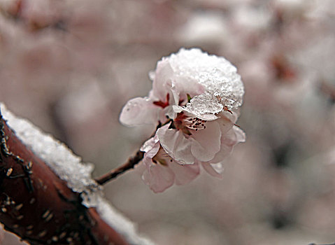 下雪,大雪,春雪,寒流,花朵,绽放,梅花,耐寒,植物