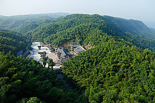 清晨,全景鸟瞰全是竹子的青山