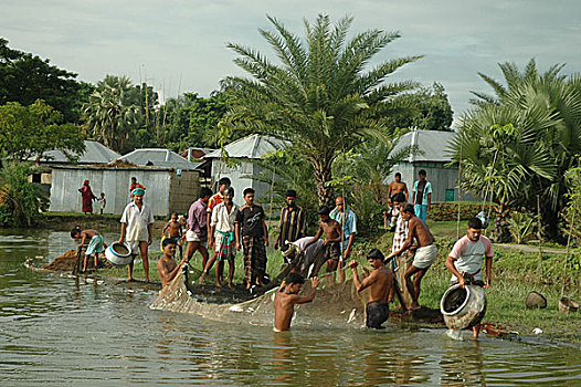 捕鱼,水塘,孟加拉,九月,2007年