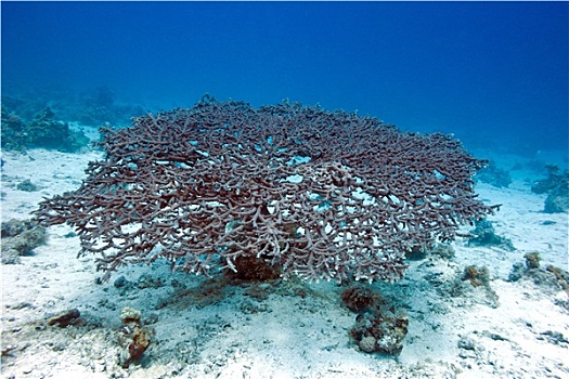 桌面珊瑚,珊瑚,仰视,热带,海洋,水下