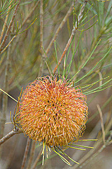 拔克西木属,花序,盛开,花,西澳大利亚州,澳大利亚