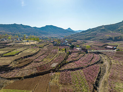 山东蒙阴岱崮地貌桃花盛开