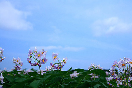 花,土豆