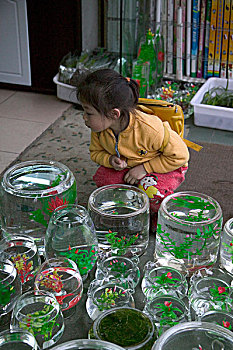 女孩,看,金鱼,玻璃碗,市场,成都,四川,中国