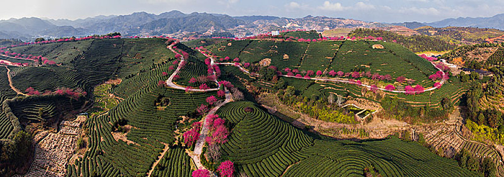 中国永福樱花园