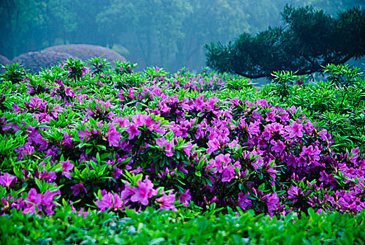 杜鹃花开