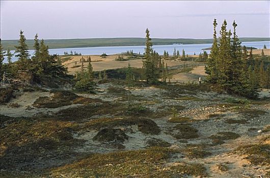 北方针叶林,围绕,白鲑,湖,加拿大西北地区,加拿大