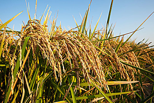 稻米,丰收,英格兰,阿肯色州,美国