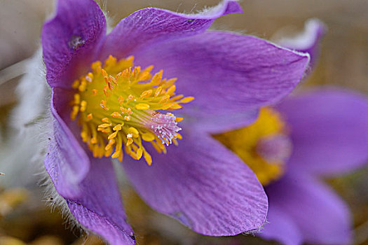 白头翁花,巴伐利亚,德国,欧洲