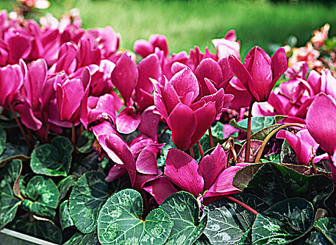 報春花