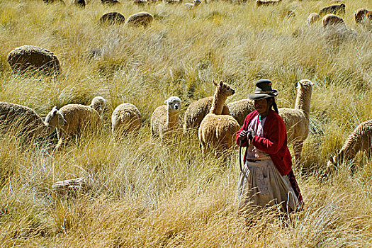印第安女人,放牧,羊驼,草地,圣谷,库斯科,秘鲁
