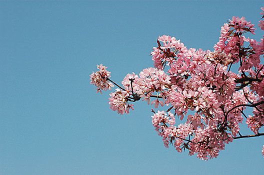 粉色,花,樱桃树