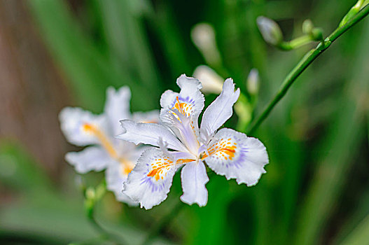 鸢尾花