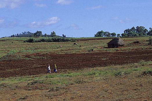 坦桑尼亚,靠近,阿鲁沙,女人,走,农业,地点