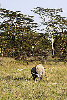 肯尼亚非洲犀牛