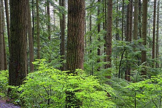 树林,北温哥华,不列颠哥伦比亚省