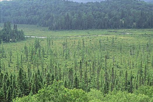 云杉,落叶树,前进,海狸塘,展示,湿地,连续,阿尔冈金省立公园,安大略省,加拿大