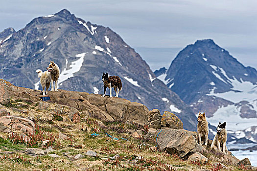 爱斯基摩犬,格陵兰东部,格陵兰