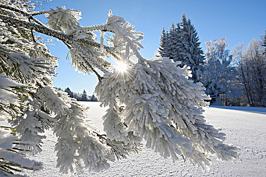 风景,冰冻,树,早晨,冬天,巴伐利亚森林,巴伐利亚,德国